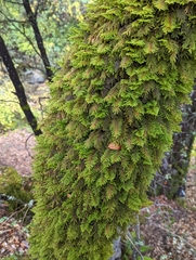 Dendroalsia abietina