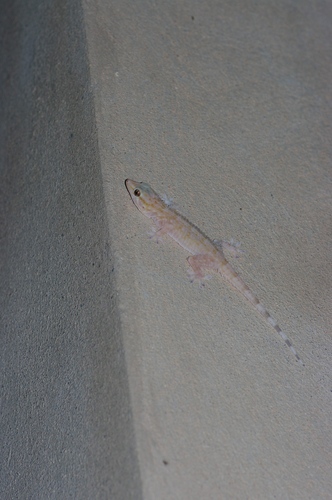 Morocco Wall Gecko