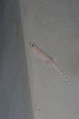 Tarentola boehmei