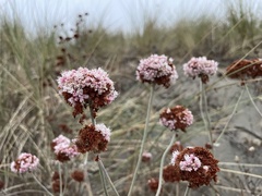 Eriogonum latifolium