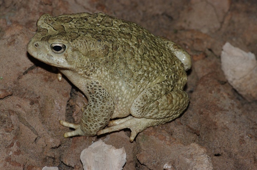 Mauritanian Toad