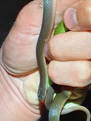 Lycodonomorphus rufulus