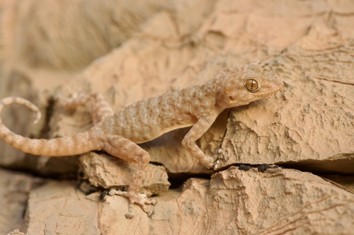 Algerian Fan-fingered Gecko