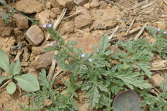Verbena supina