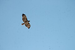 Buteo swainsoni