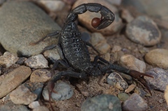 Hottentotta gentili