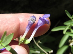 Scutellaria siphocampyloides