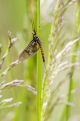 Ephemera vulgata