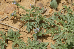 Verbena supina