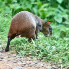 Dasyprocta ruatanica