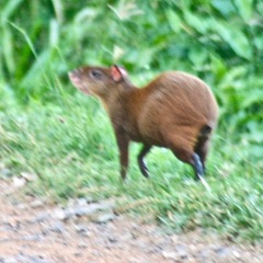 Dasyprocta ruatanica