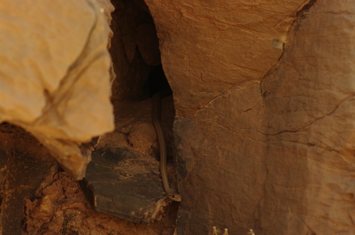 Forskal Sand Snake