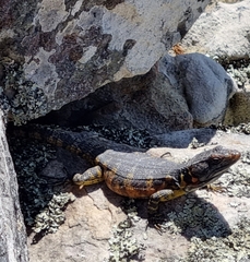 Pseudocordylus microlepidotus microlepidotus