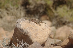 Agama bibronii