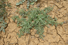 Verbena supina