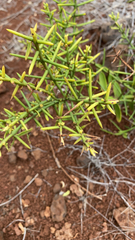 Scutia spicata pauciflora