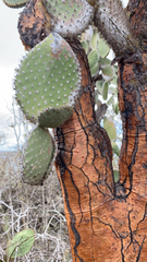Opuntia galapageia