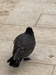 Leucophaeus fuliginosus