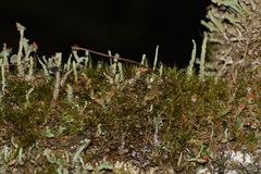 Cladonia didyma