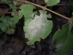 Erysiphe symphoricarpi