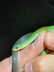 Philothamnus hoplogaster