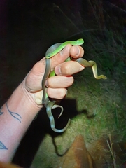 Philothamnus hoplogaster