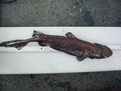 Centroscyllium fabricii