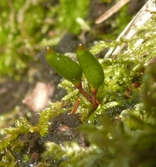 Buxbaumia viridis