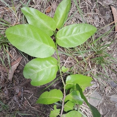 Allocassine laurifolia