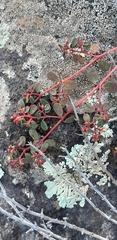 Euphorbia chamaesyce