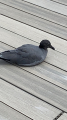 Leucophaeus fuliginosus