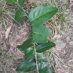 Allocassine laurifolia