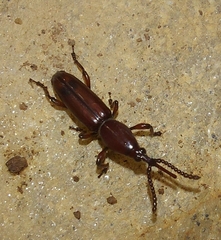 Trachelizini