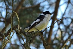 Ficedula albicollis