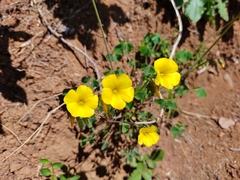 Oxalis