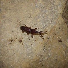 Trachelizini