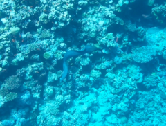 Gymnothorax javanicus