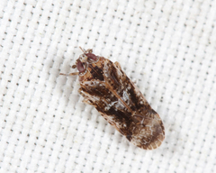 Catonia cinctifrons