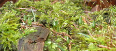 Buxbaumia viridis