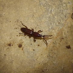 Trachelizini
