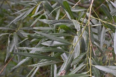 Salix viminalis