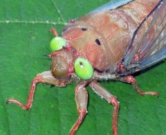 Carineta rufescens