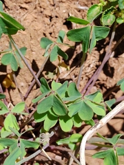 Oxalis