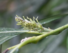 Salix viminalis