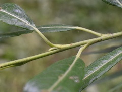 Salix viminalis
