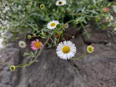 Erigeron karvinskianus