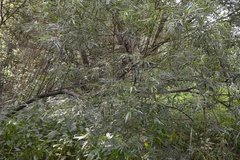 Salix viminalis
