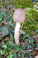 Macrolepiota