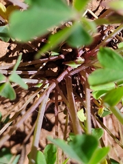 Oxalis