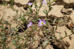 Lythrum flexuosum
